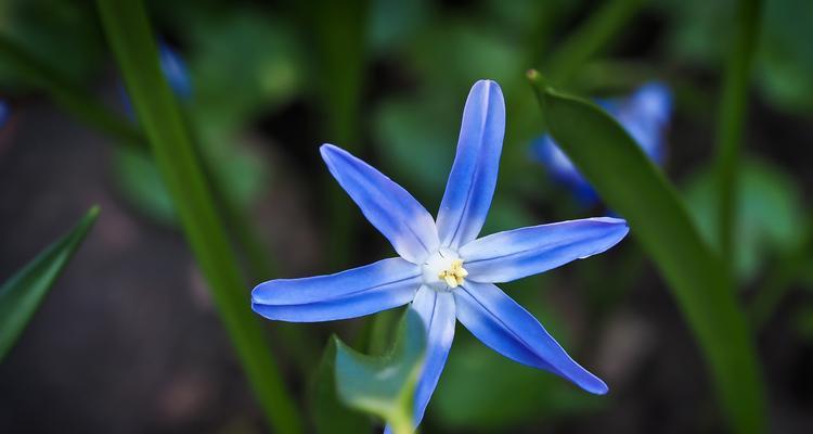 不同颜色风信子的花语是什么？风信子颜色代表什么含义？