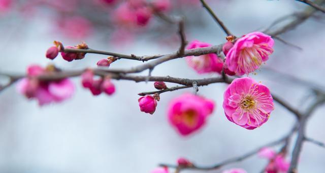 冬天的梅花象征着什么？梅花有哪些寓意？