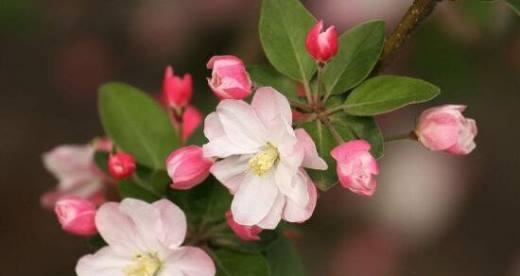 海棠花的花语是什么？海棠花有哪些寓意？