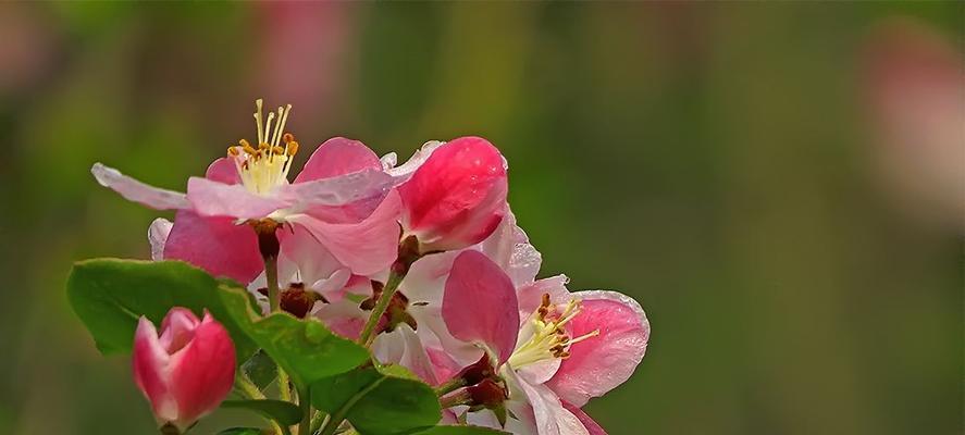 海棠花的花语是什么？海棠花有哪些寓意？