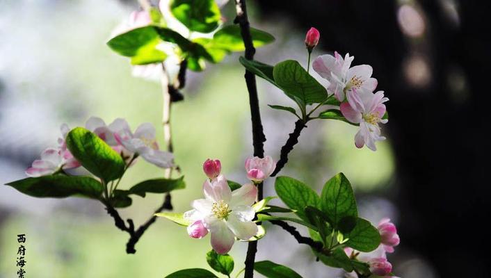 代表娴静的花是什么？娴静的花语是什么？