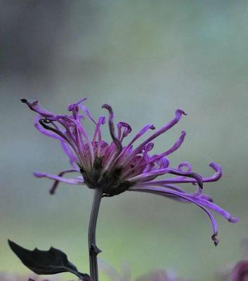 代表娴静的花是什么？娴静的花语是什么？