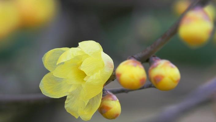 代表家人的花是什么？家人的花语是什么？