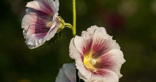 蜀葵花的花语是什么？蜀葵花有哪些象征意义？