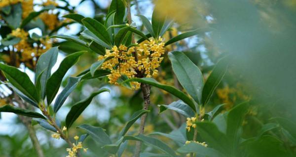 桂花的花语是什么？桂花有哪些寓意？