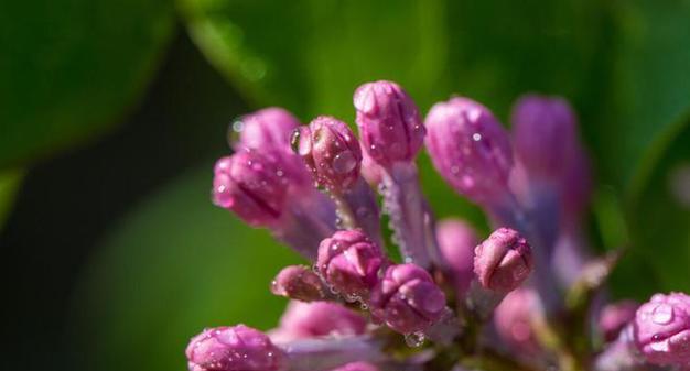 代表对不起的花是什么？对不起的花语是什么？