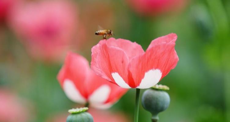 代表邪恶的花是什么？邪恶的花语是什么？