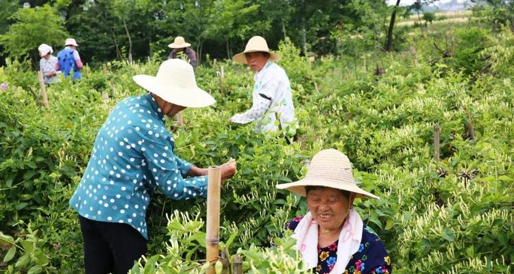 代表邪恶的花是什么？邪恶的花语是什么？