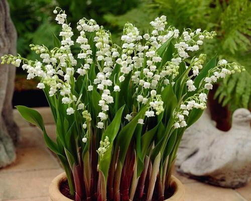 代表和平的花是什么？和平的花语是什么？