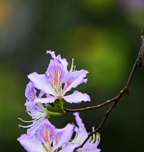 紫荆花的花语是什么？紫荆花有哪些寓意？