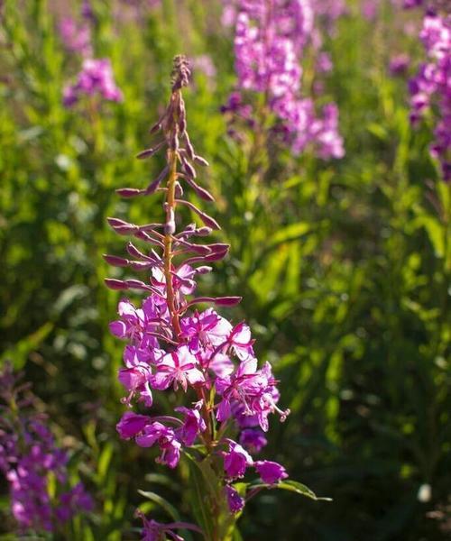 代表忧郁的花是什么？忧郁的花语是什么？