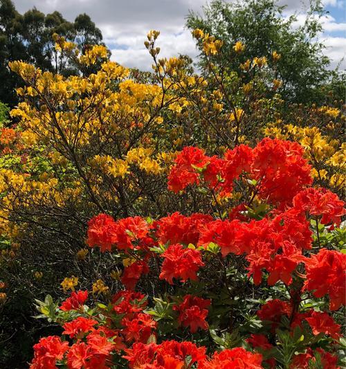 映山红是保护植物吗？映山红的保护等级和现状是什么？