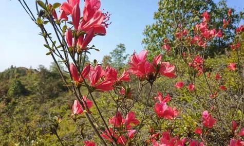 映山红是保护植物吗？映山红的保护等级和现状是什么？