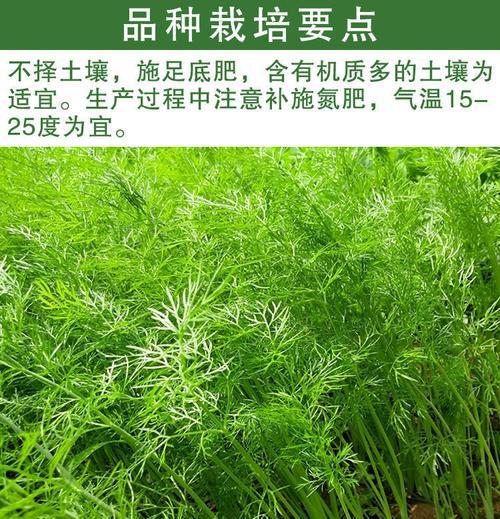 小茴香什么时候播种？小茴香最佳播种时间是什么时候？