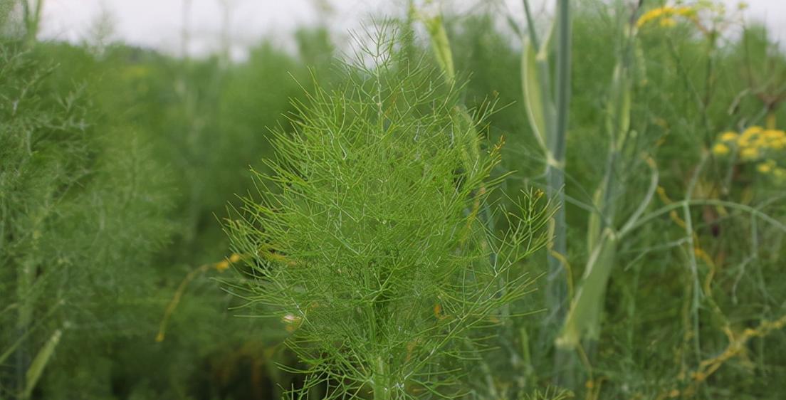 小茴香什么时候播种？小茴香最佳播种时间是什么时候？