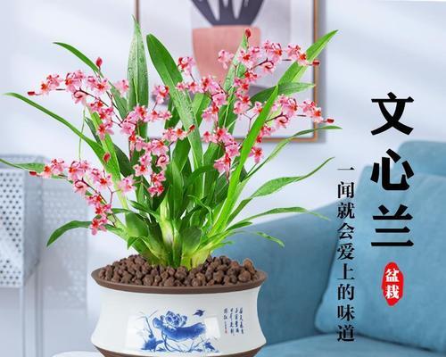 浓香型花卉有哪些？常见的浓香型花卉有哪些？