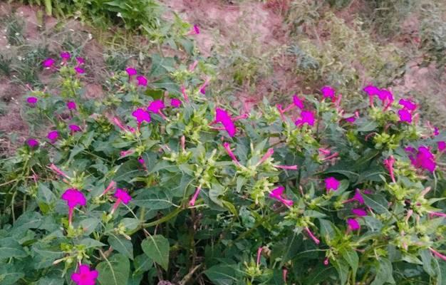 粉豆花种子什么时候种植最好？粉豆花种子最佳播种时间是什么时候？