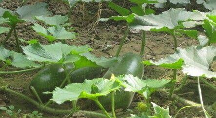 冬瓜是植物吗？冬瓜属于什么类别植物？