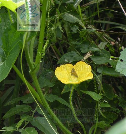 冬瓜是植物吗？冬瓜属于什么类别植物？