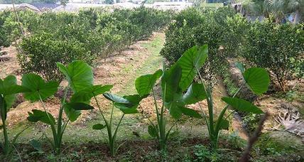 芋头几月份种合适？芋头最佳种植时间是什么时候？