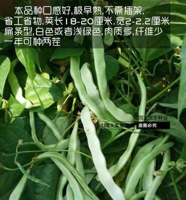 豆角种子有毒吗？豆角种子的安全性如何？