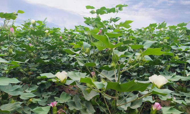 棉花什么时候开花？棉花的花期和开花时间是什么时候？