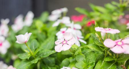 雨水浇花好吗？收集雨水浇花的注意事项是什么？