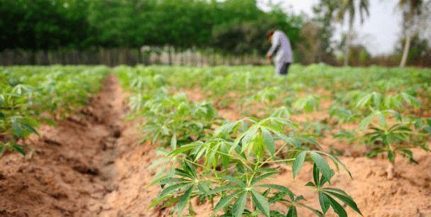 木薯是什么植物类别？木薯的植物分类是什么？