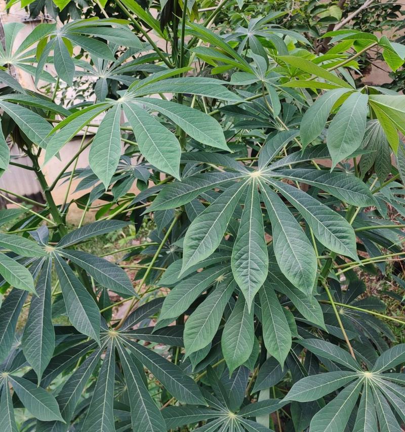 木薯是什么植物类别？木薯的植物分类是什么？