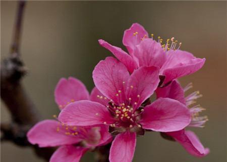 桃花的花语和寓意是什么？桃花的象征意义是什么？