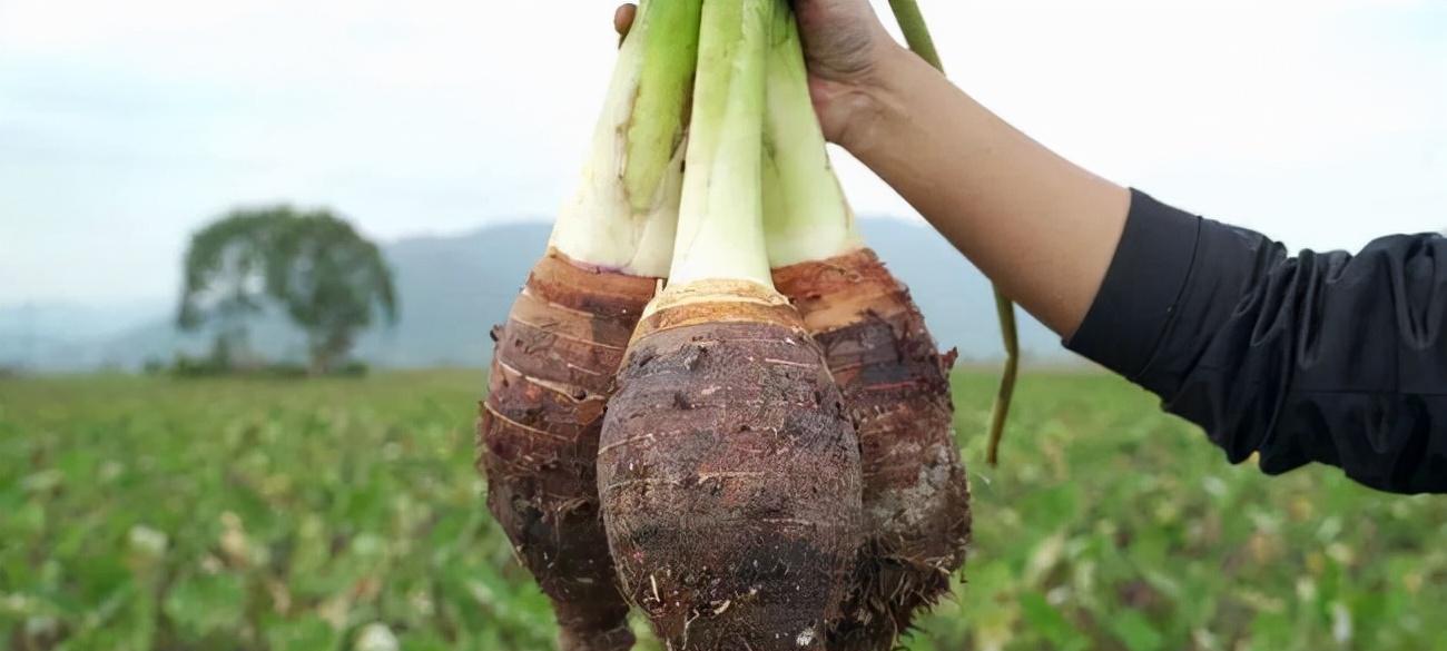 芋头烂根是什么原因？芋头烂根后如何处理？