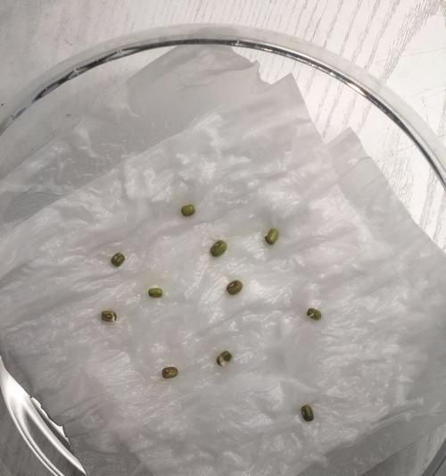 绿豆几天浇一次水？不同季节绿豆浇水频率和方法是什么？