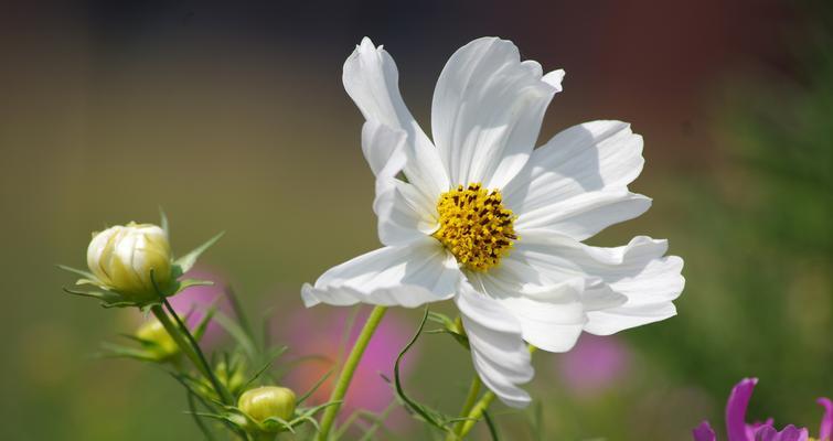 格桑花冬天开花吗？格桑花冬季开花条件和养护方法是什么？