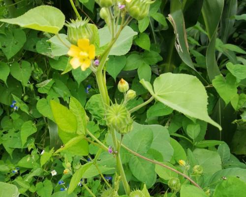 麻籽是什么植物的种子？麻籽的植物分类是什么？