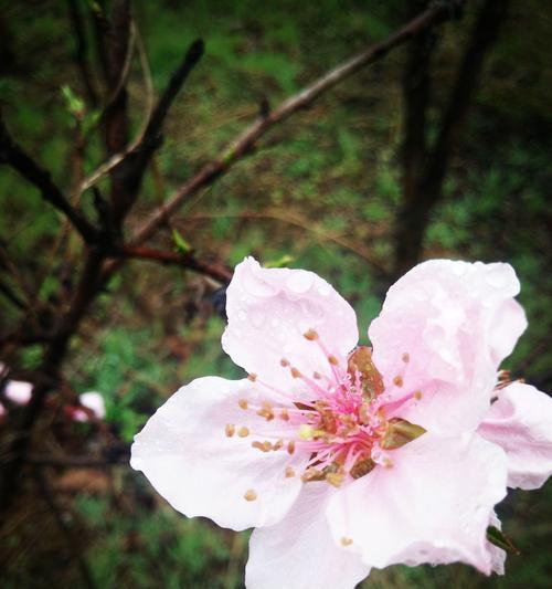 桃花有香味吗？桃花的香味是什么味道的？