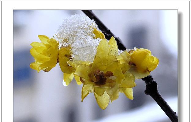 雪梅是什么植物？雪梅的植物分类和特点是什么？