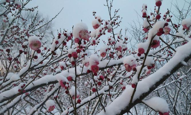 雪梅是什么植物？雪梅的植物分类和特点是什么？