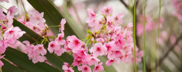 樱花是什么树的花？樱花属于什么科植物？