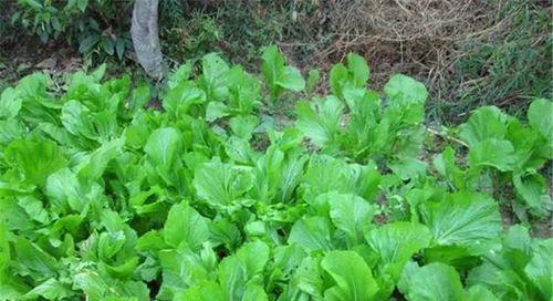 芥菜在农村叫什么菜？芥菜的别名有哪些？