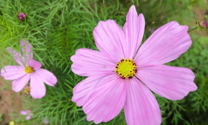 格桑花一年开几次花？格桑花的花期和开花次数是多少？