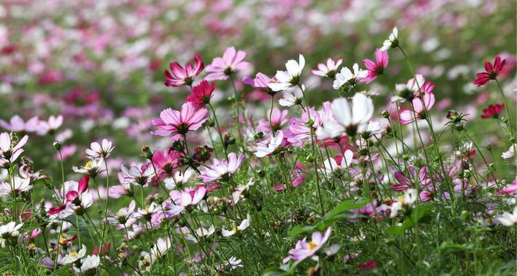 格桑花一年开几次花？格桑花的花期和开花次数是多少？