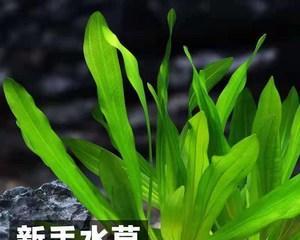 海藻是什么植物？海藻的植物分类和特点是什么？