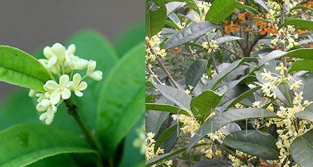 桂花的生长过程是怎样的？桂花从种植到开花需要多长时间？