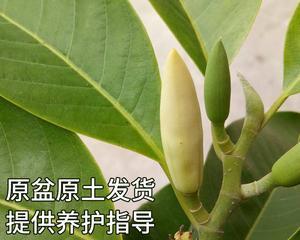 玉兰花适合在室内养吗？玉兰花室内养护方法和注意事项是什么？