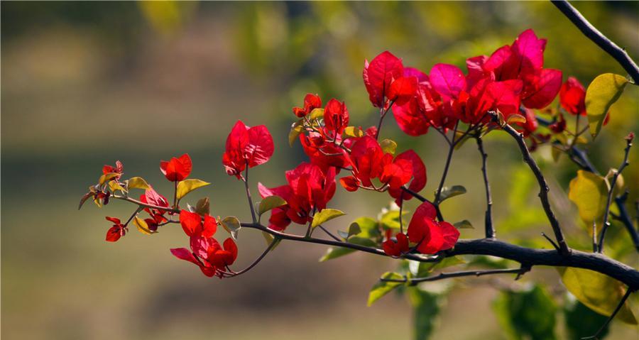 三叶梅什么时候开花？三叶梅的花期和开花时间有多久？