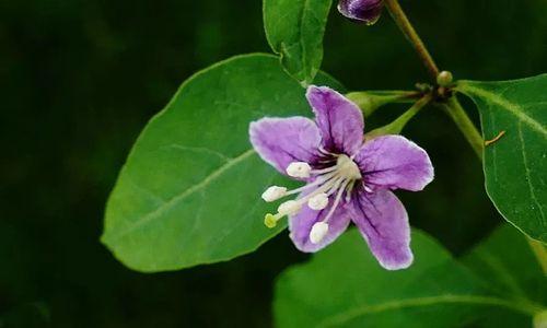 红枸杞什么时候开花结果？红枸杞的花期和结果时间是什么？