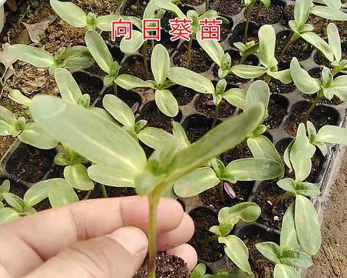 向日葵是什么根系的植物？向日葵的根系特点是什么？