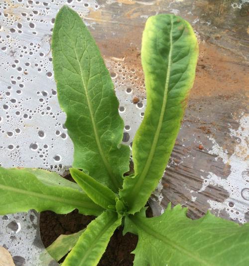 油麦菜需要每天浇水吗？油麦菜浇水频率和方法是什么？