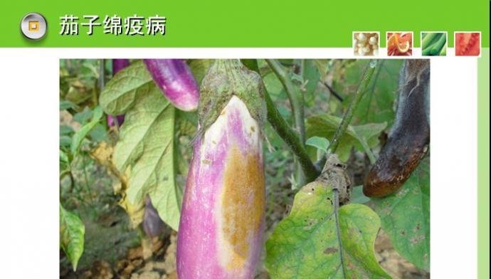 茄子病虫害怎么防治？茄子病虫害防治技术和方法措施是什么？