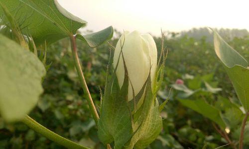 棉花是什么季节开的花？棉花的花期和开花时间是什么时候？